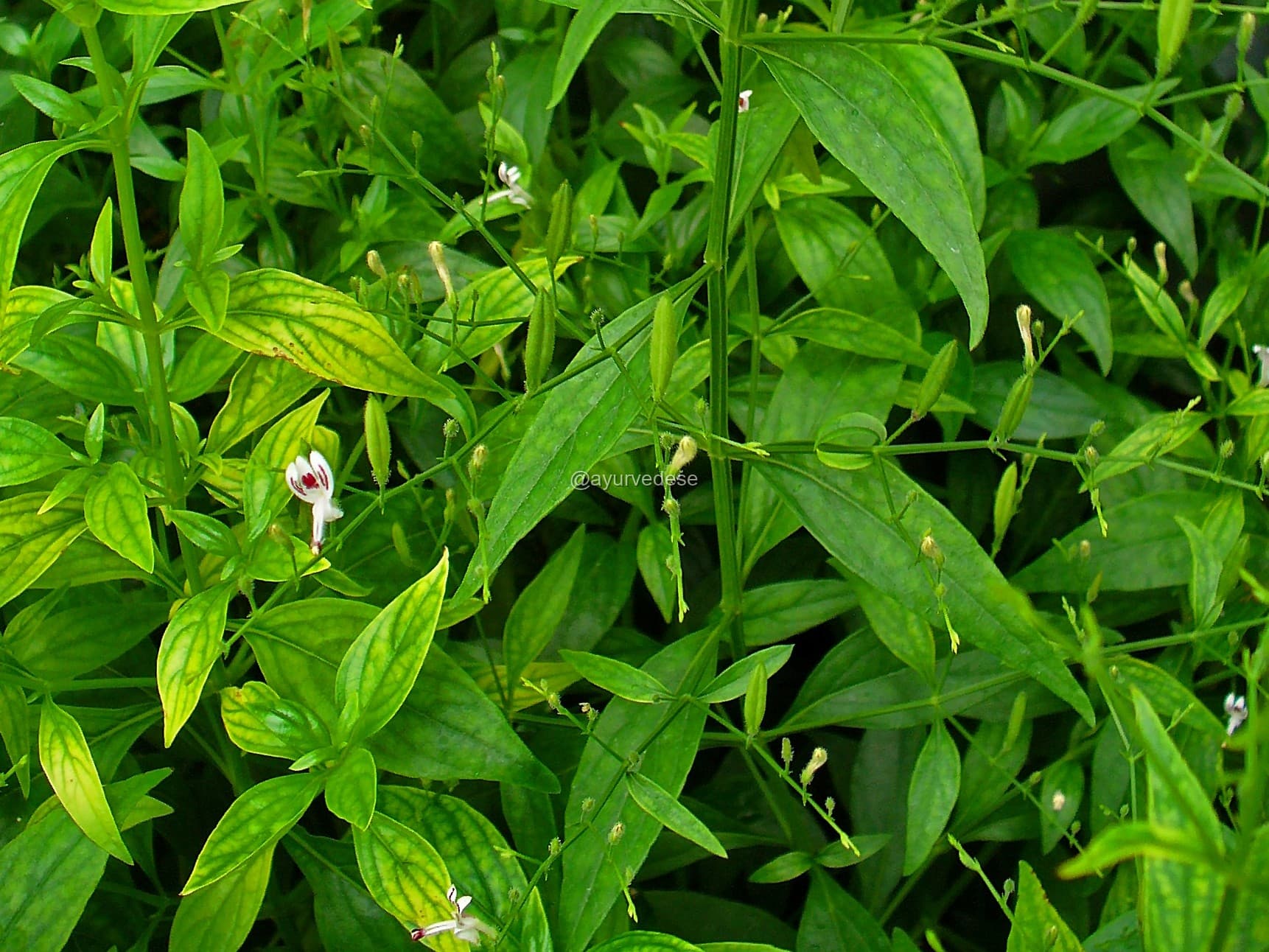 Andrographis / Kalmegh