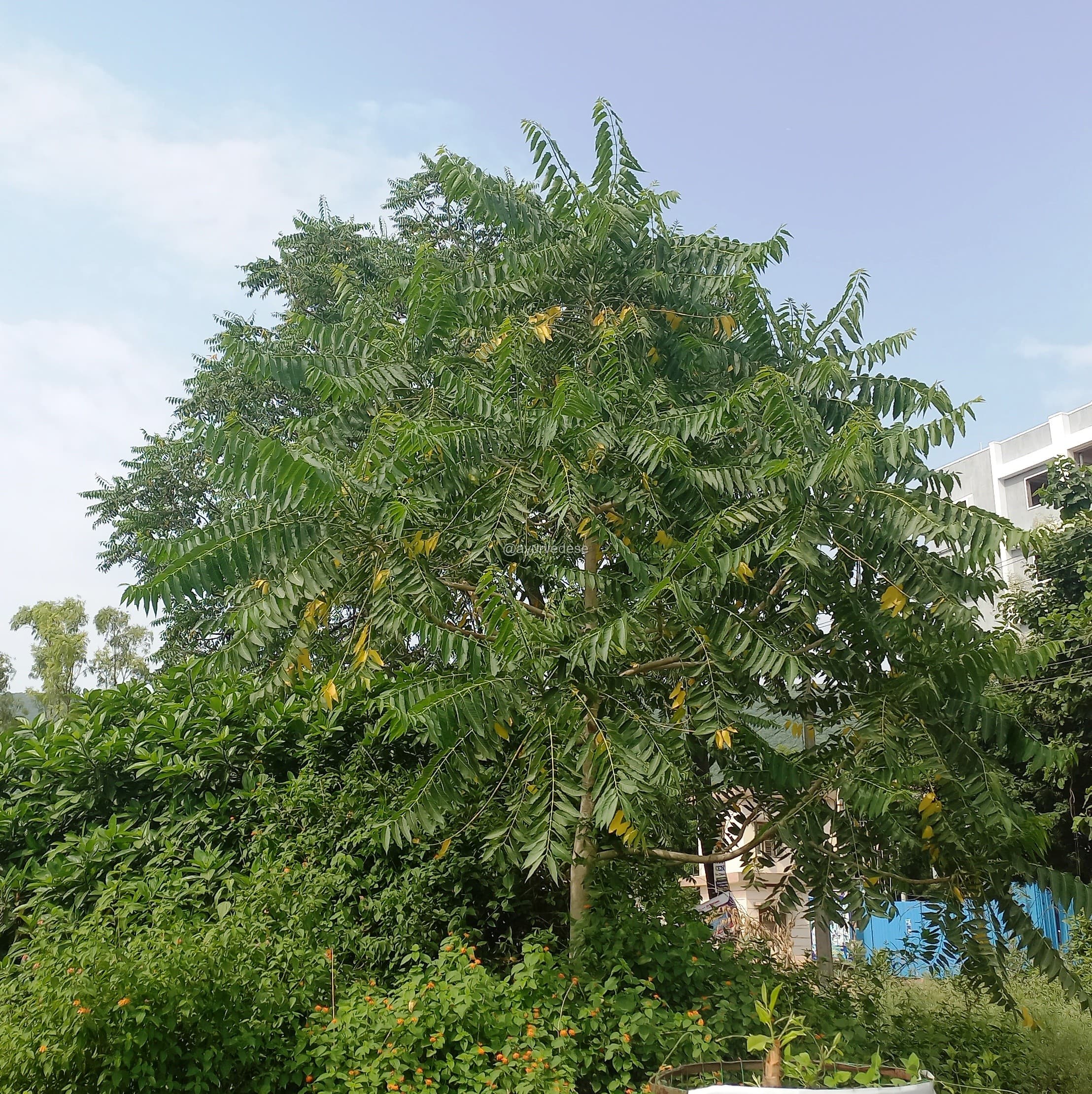 Ailanthus / Aralu