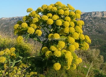 Assafétida