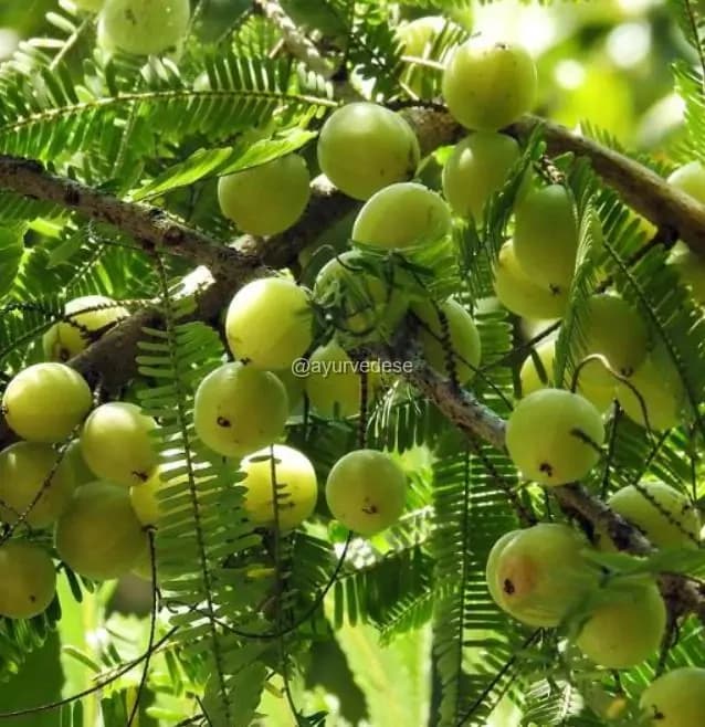 Amalaki / Amla