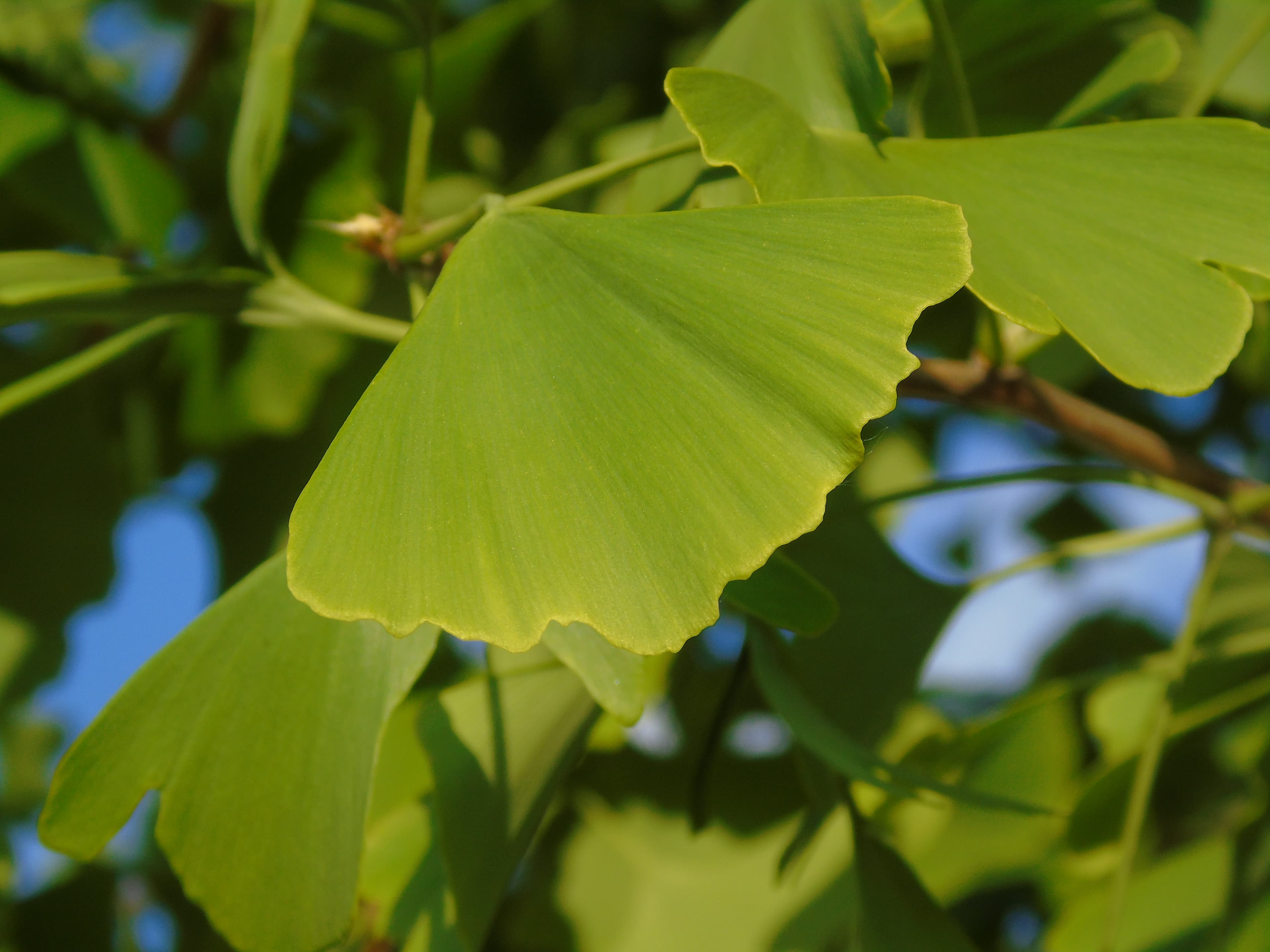 Ginkgo