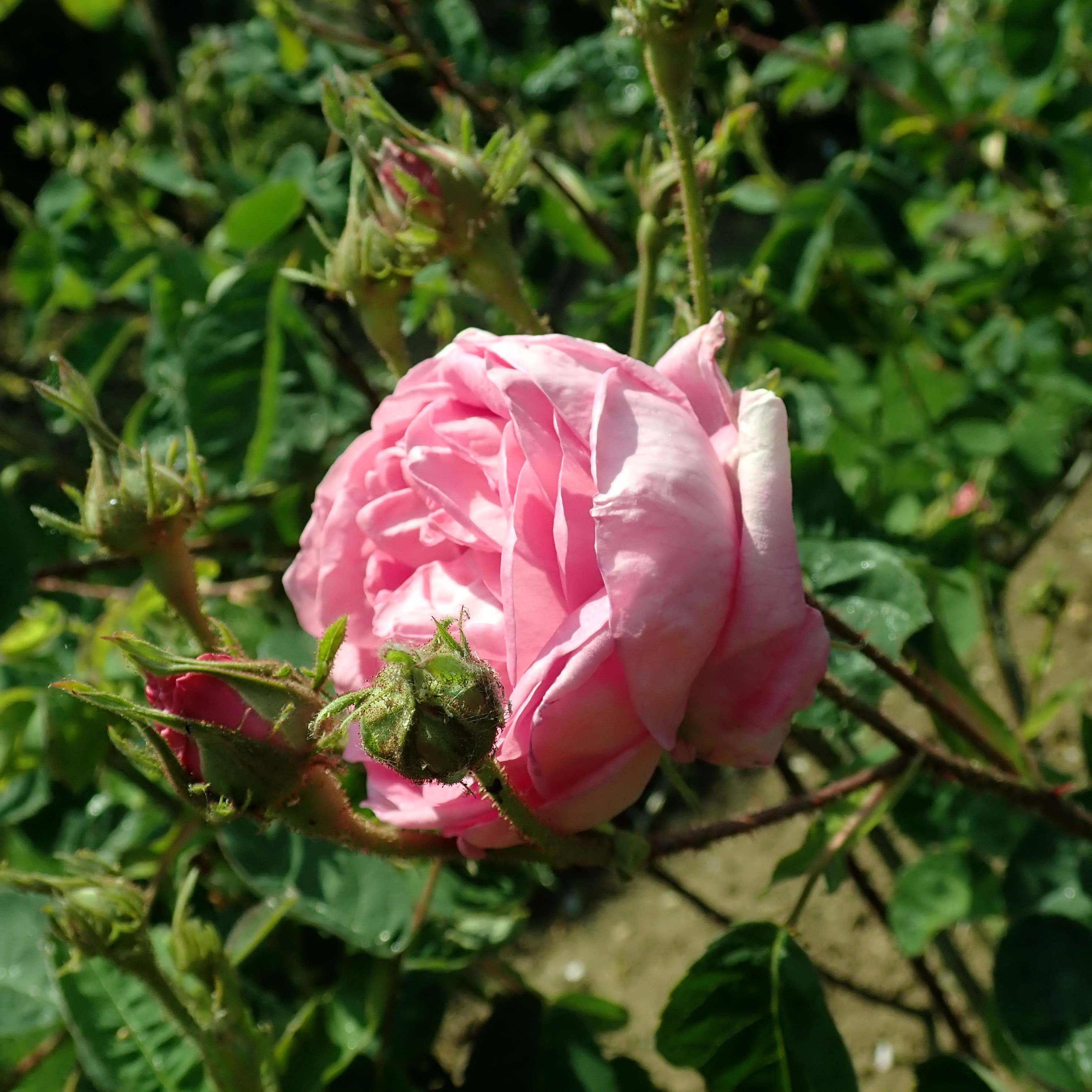 Rosa